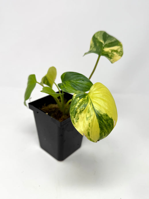 Homalomena Rubescens Variegated A