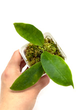 Load image into Gallery viewer, Hoya Darwinii Pink