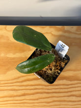 Load image into Gallery viewer, 286. Hoya Forbesii