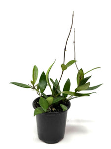 Hoya Davidcummingii