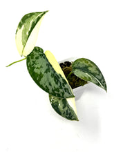 Load image into Gallery viewer, Scindapsus Mayari Variegated B