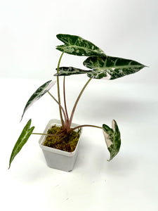 Alocasia Bambino Pink Variegated I