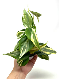 Philodendron ‘Rio’