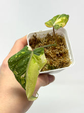 Load image into Gallery viewer, Philodendron Gloriosum Variegated D