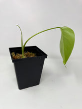 Load image into Gallery viewer, Monstera Deliciosa Aurea Variegated H