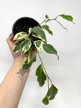 Load image into Gallery viewer, Ficus Benjamina ‘Starlight’