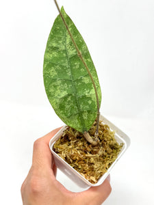 Hoya Lambii Silver F