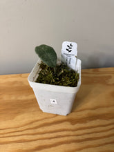 Load image into Gallery viewer, 4. Hoya Carnosa Grey Ghost