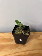 Load image into Gallery viewer, 6. Hoya Heuschkeliana Margin Variegated