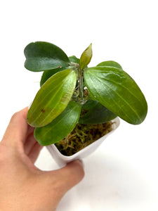 Hoya Merrillii