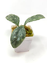 Load image into Gallery viewer, Hoya Waymaniae ‘Cloudy Sky’