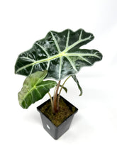 Load image into Gallery viewer, Alocasia Amazonica Variegated A