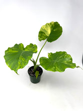 Load image into Gallery viewer, Alocasia Odora Aurea Variegated