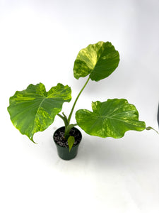 Alocasia Odora Aurea Variegated