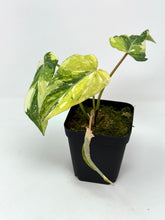 Load image into Gallery viewer, Philodendron Gloriosum Variegated E