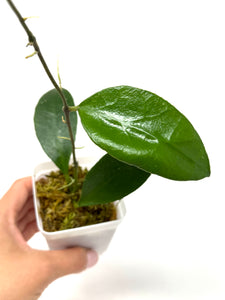 Hoya Benchaii