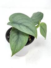 Load image into Gallery viewer, Scindapsus Pictus &#39;Platinum&#39;
