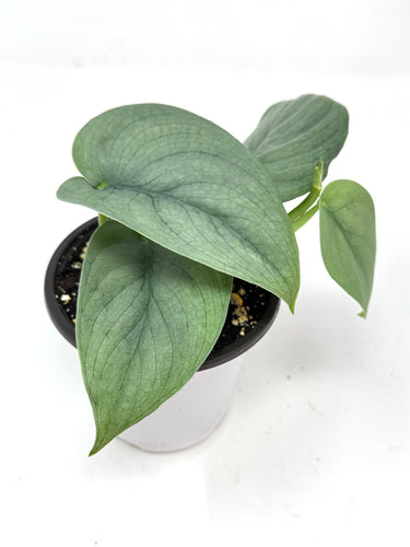 Scindapsus Pictus 'Platinum'