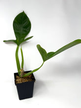Load image into Gallery viewer, Philodendron Applanatum