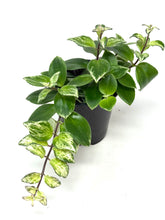 Load image into Gallery viewer, Aeschynanthus Radicans Variegated