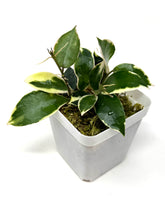 Load image into Gallery viewer, Hoya Lacunosa ‘Asami’