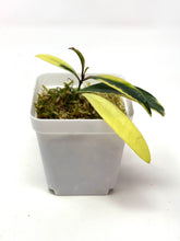 Load image into Gallery viewer, Hoya Kentiana Lori Lyn Albo Variegated