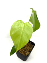 Load image into Gallery viewer, Monstera Deliciosa Aurea Variegated B