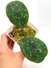 Load image into Gallery viewer, Hoya Obovata Splash