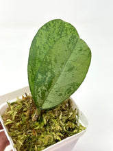 Load image into Gallery viewer, Hoya Meena Silver  (H. Crassipetiolata Splash x H. 'Michele') B