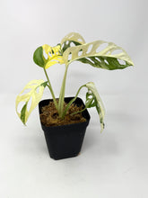 Load image into Gallery viewer, Monstera Adansonii Albo Variegated B