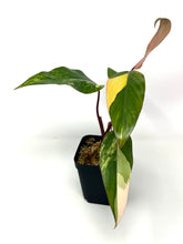 Load image into Gallery viewer, Philodendron Strawberry Shake