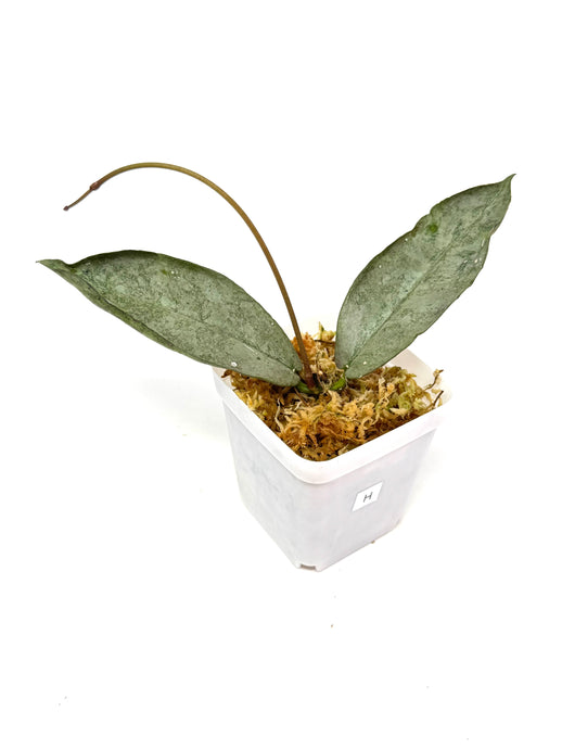 Hoya Mitrata Silver H