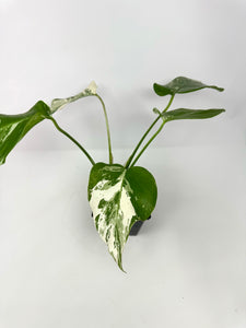 Monstera Deliciosa Albo Variegated J