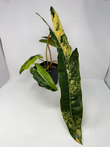 Philodendron Billietiae Variegated C