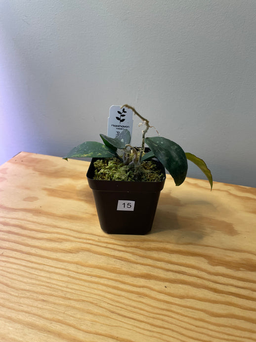 15. Hoya Phuwuaensis