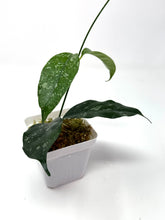 Load image into Gallery viewer, Hoya Cystiantha Splash
