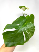 Load image into Gallery viewer, Monstera Deliciosa Albo Variegated H