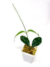 Load image into Gallery viewer, Hoya Cystiantha Splash