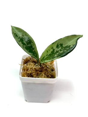 Hoya AH-074