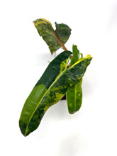 Load image into Gallery viewer, Philodendron Billietiae Variegated C