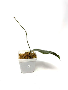 Hoya Mitrata Silver A