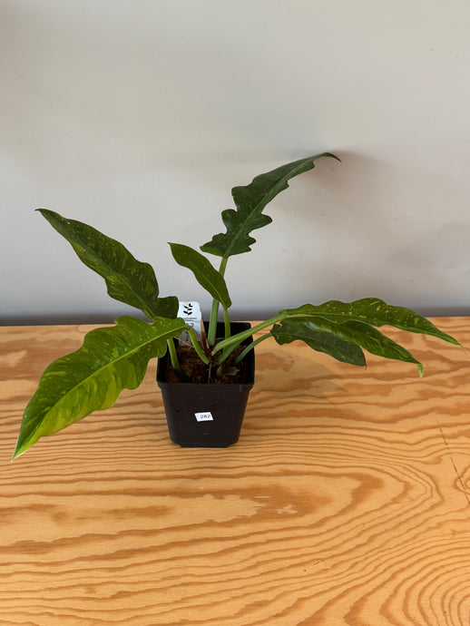282. Philodendron Ring of Fire