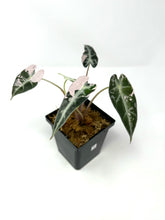 Load image into Gallery viewer, Alocasia Bambino Pink Variegated B