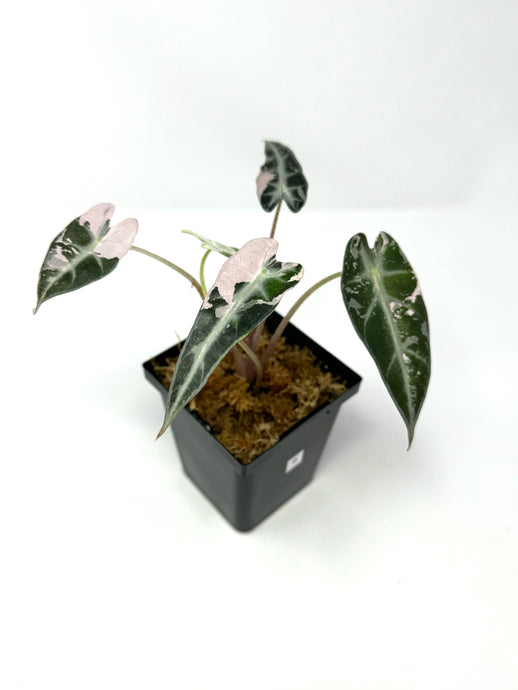 Alocasia Bambino Pink Variegated B