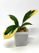 Load image into Gallery viewer, Hoya Incrassata Albo Variegated