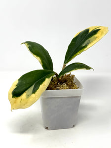 Hoya Incrassata Albo Variegated