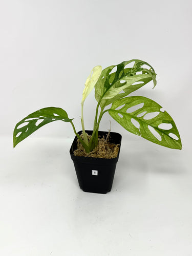 Monstera Adansonii Variegated E