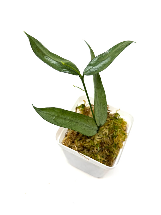 Hoya Pandurata Silver
