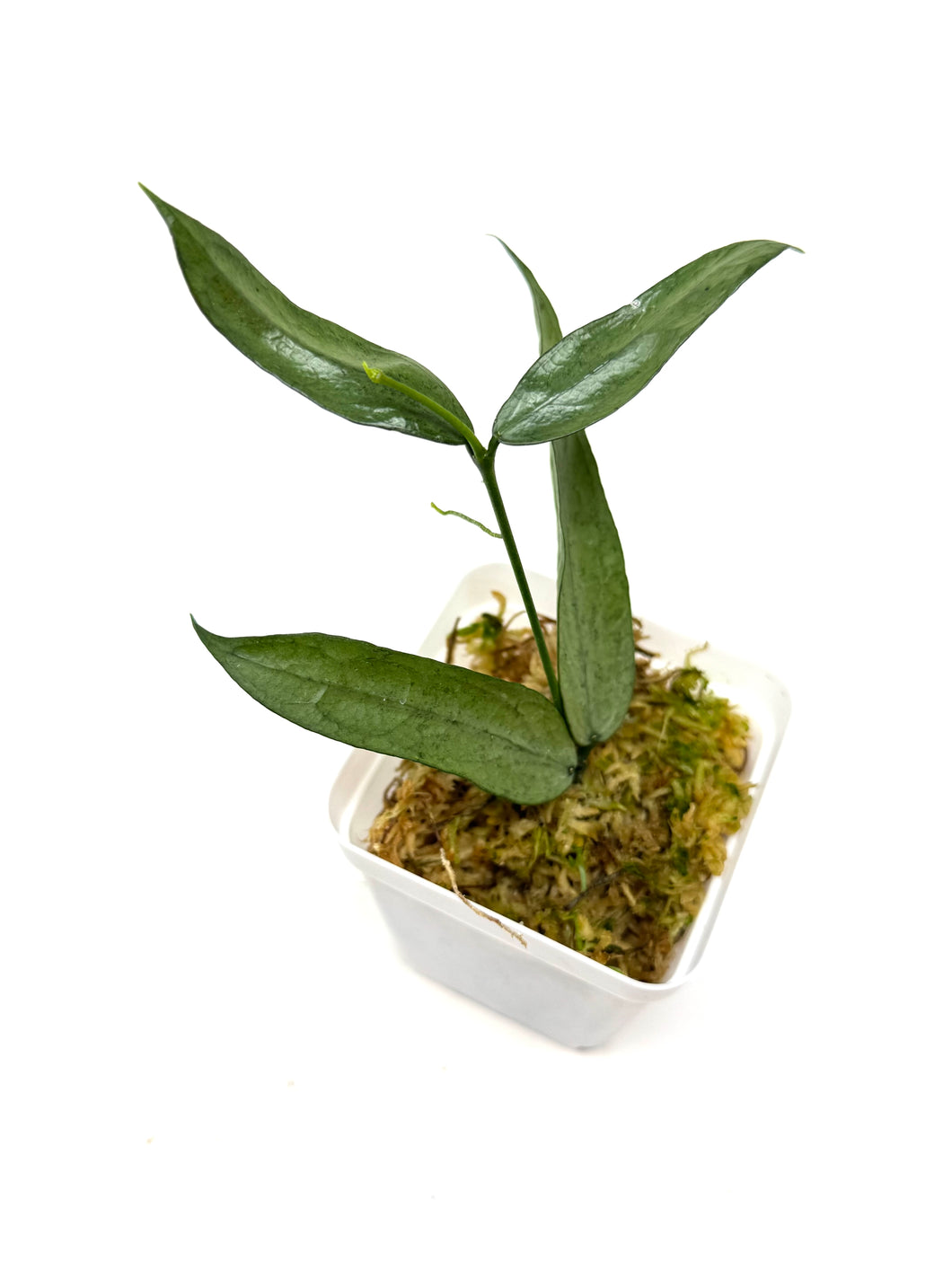Hoya Pandurata Silver