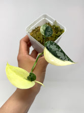 Load image into Gallery viewer, Scindapsus Mayari Variegated